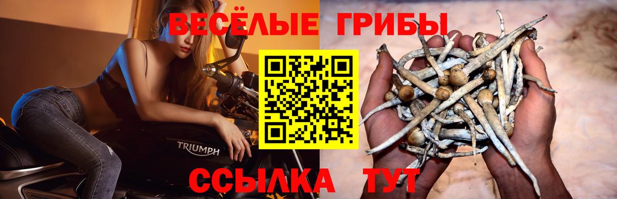 купить наркотик  Вход с VPN  Горячий Ключ  Псилоцибиновые грибы Psilocybine cubensis 